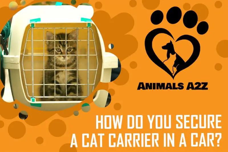 Wie sichert man eine Katzentransportbox im Auto?