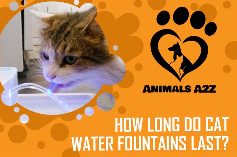 Wie lange halten Katzenwasser-Brunnen?