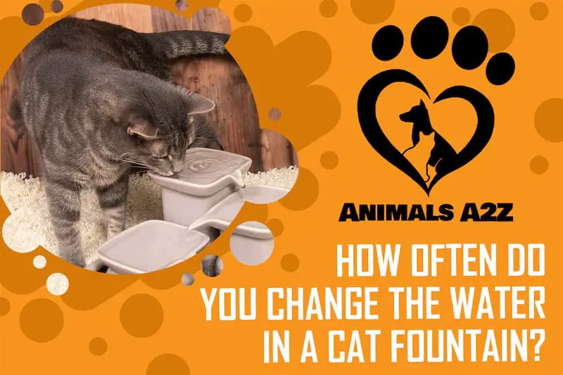 Wie oft wechseln Sie das Wasser in einem Katzenbrunnen?