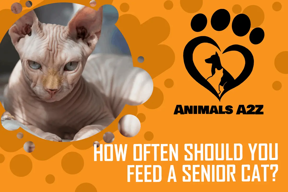 Wie oft sollten Sie Ihre ältere Katze füttern?