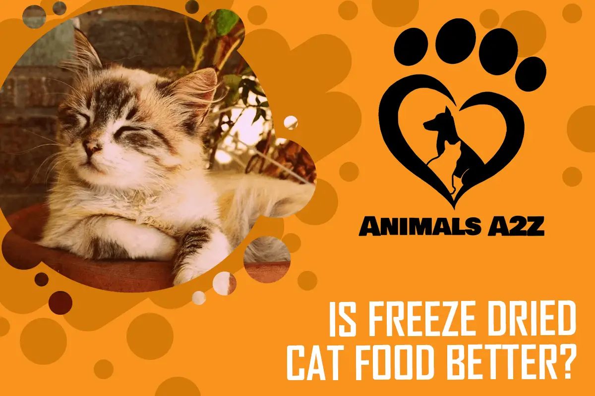 Ist gefriergetrocknetes Katzenfutter besser?