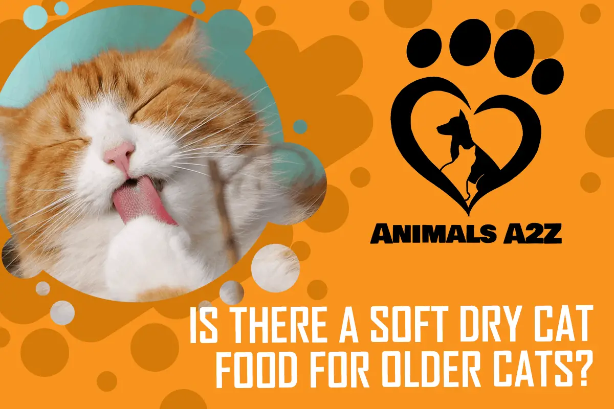 Gibt es ein weiches Katzentrockenfutter für ältere Katzen?