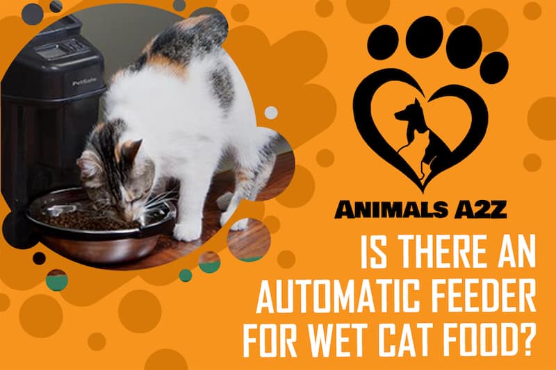 Gibt es einen Futterautomaten für Katzennassfutter?