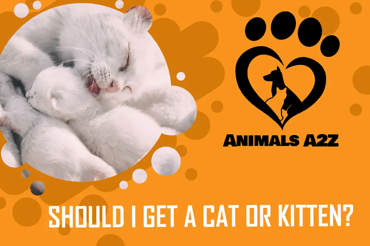 Soll ich eine Katze oder ein Kätzchen bekommen?