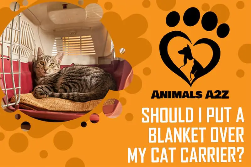 Sollte ich eine Decke über meine Katzentransportbox legen?