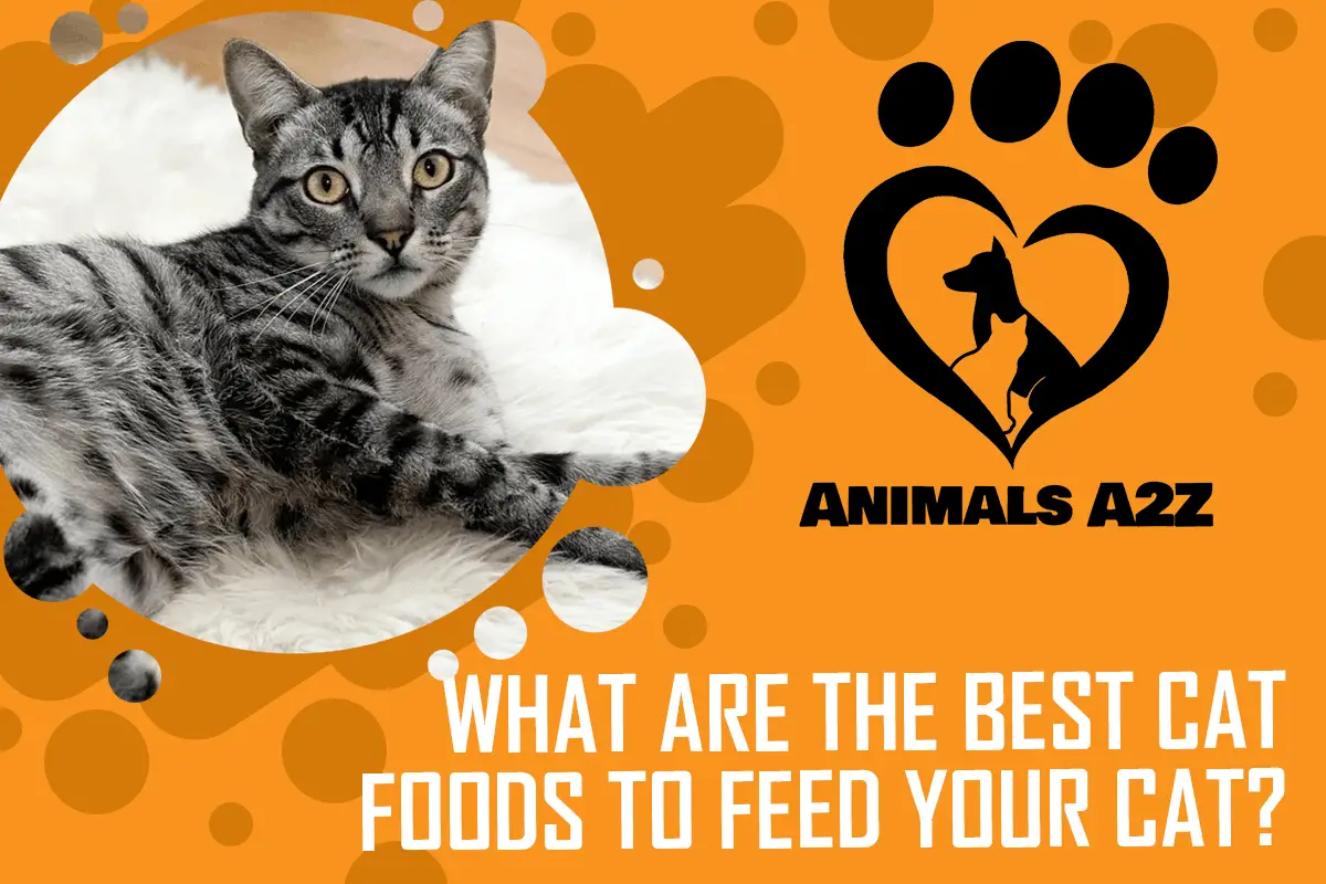 Welches sind die besten Katzenfutter für Ihre Katze?