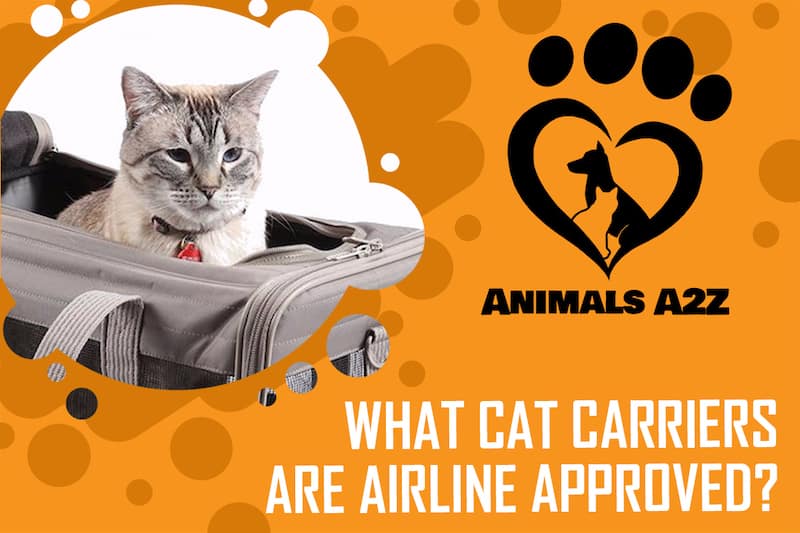 Welche Katzentransporter sind von der Fluggesellschaft zugelassen?