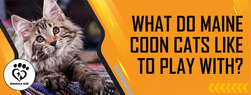 Womit spielen Maine Coon Katzen gerne?