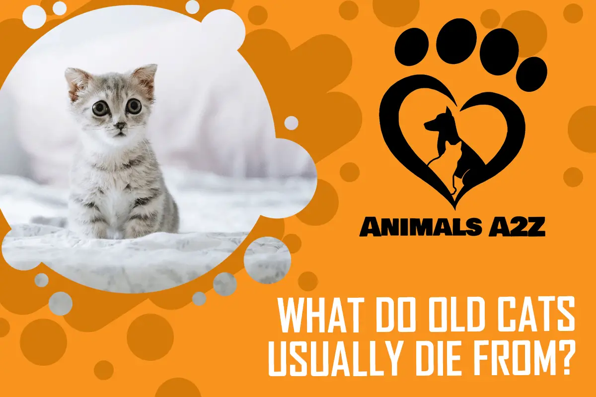 Woran sterben alte Katzen normalerweise?