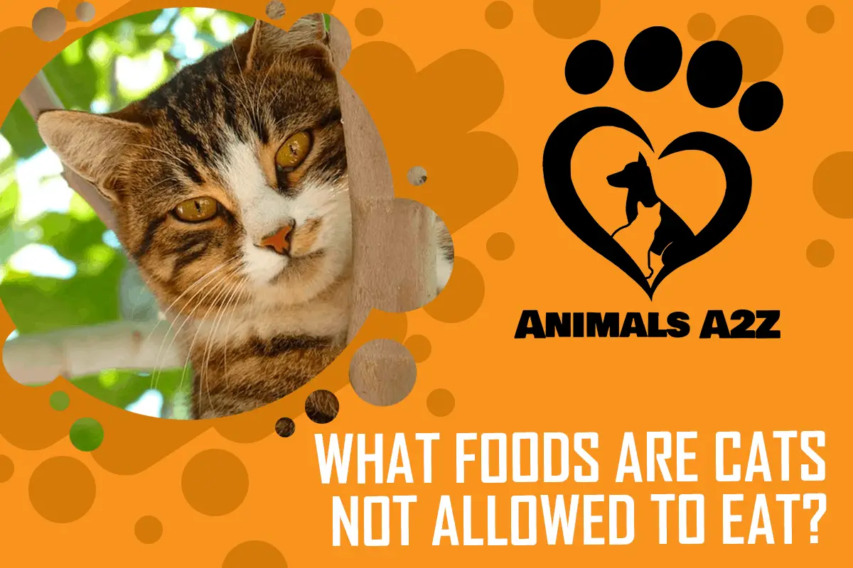 Welche Lebensmittel dürfen Katzen nicht fressen?
