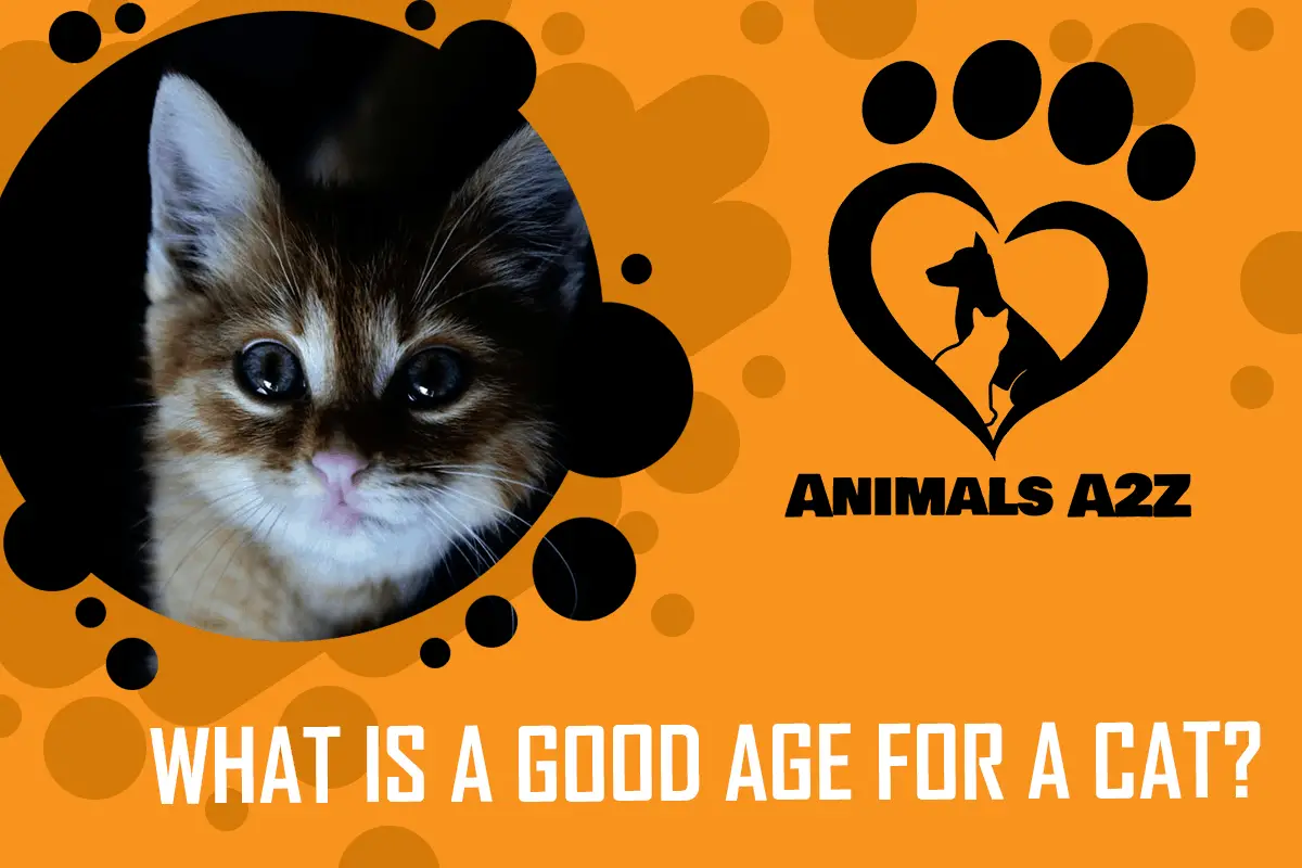 Was ist ein gutes Katzenalter für eine Adoption?