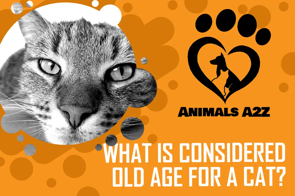 Was gilt als hohes Alter für eine Katze?