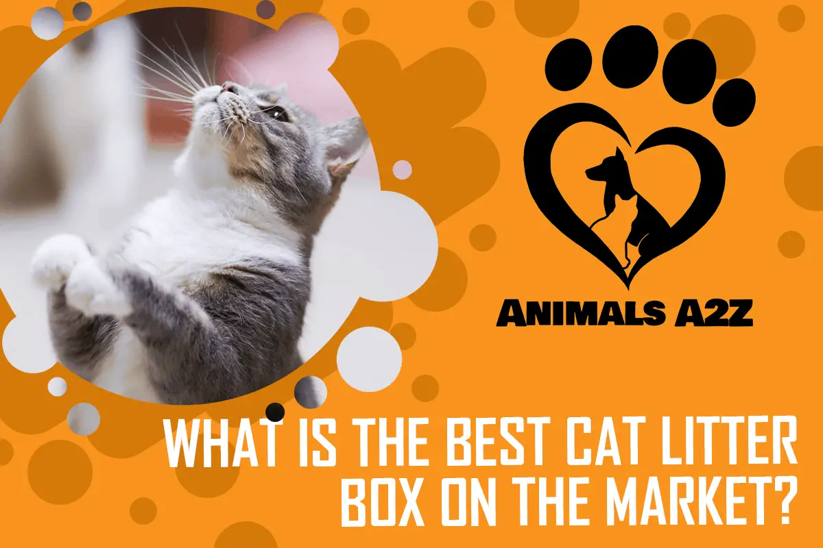 Was ist die beste Katzentoilette auf dem Markt?