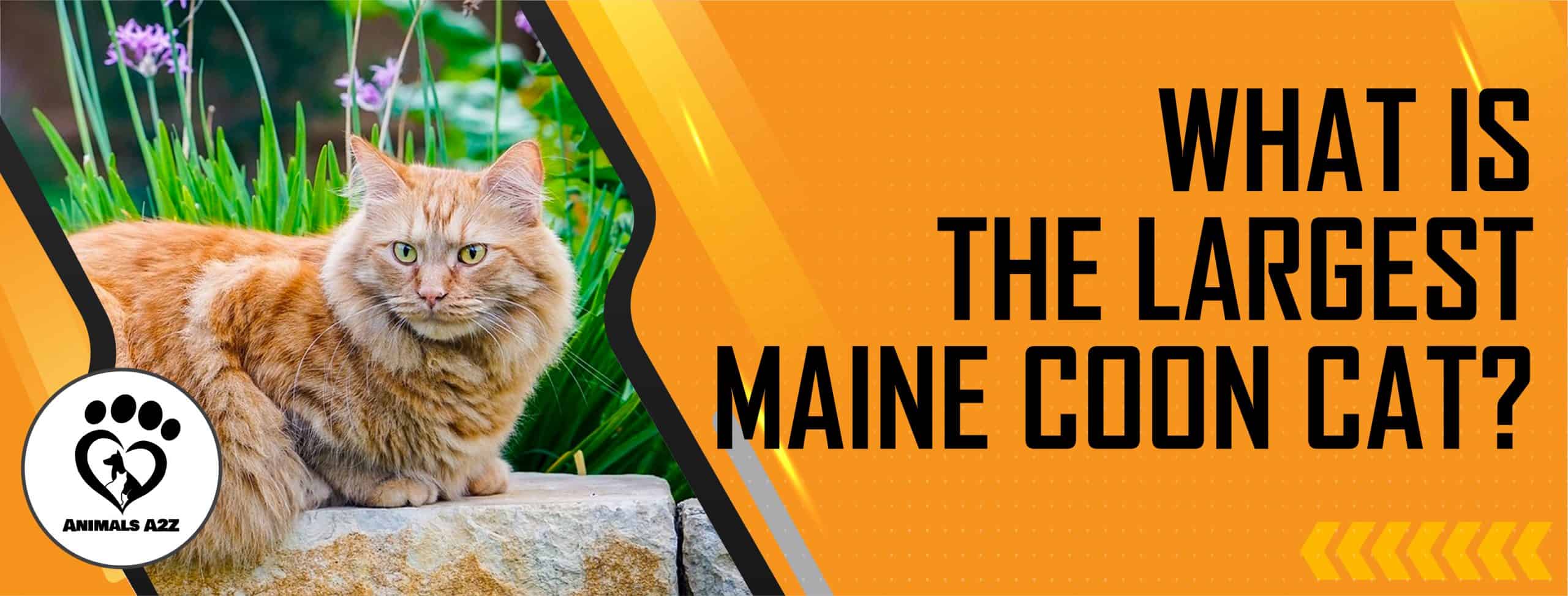 Was ist die größte Maine Coon Katze?