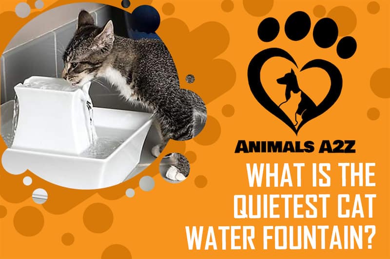 Was ist der leiseste Katzenwasserbrunnen?