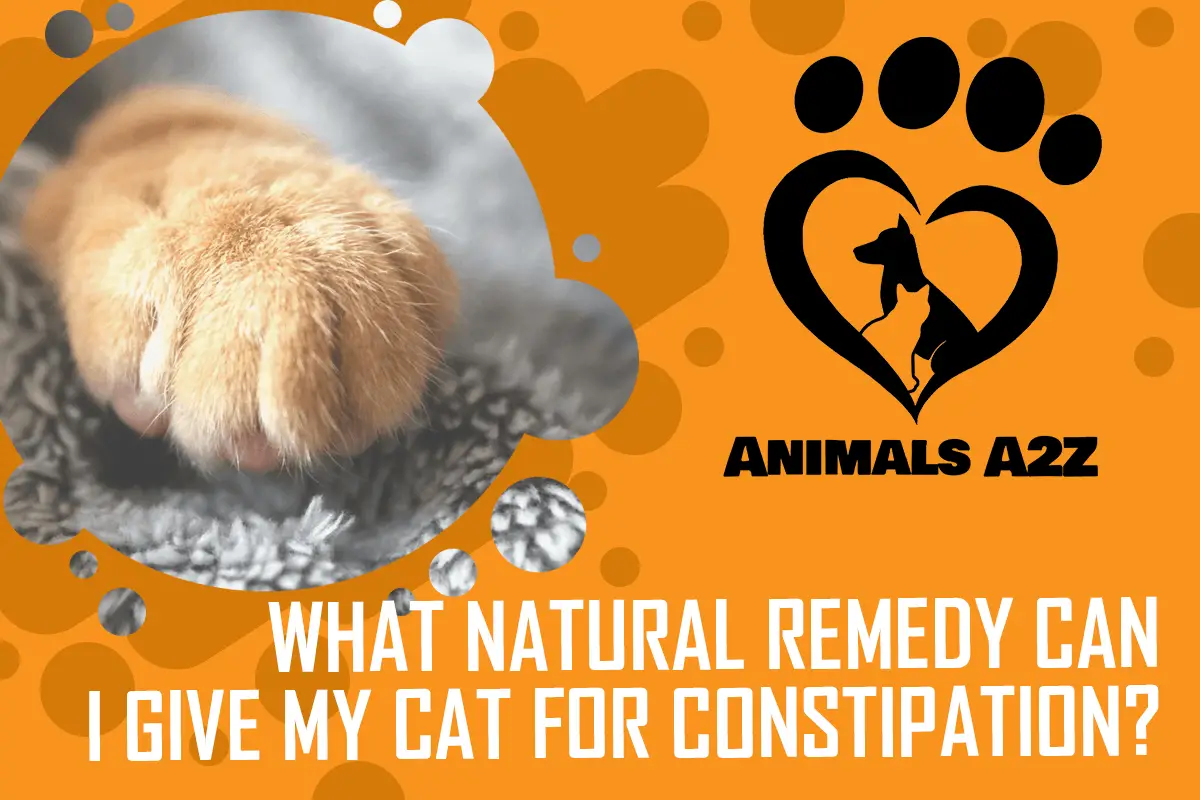 Welches natürliche Heilmittel kann ich meiner Katze gegen Verstopfung geben?