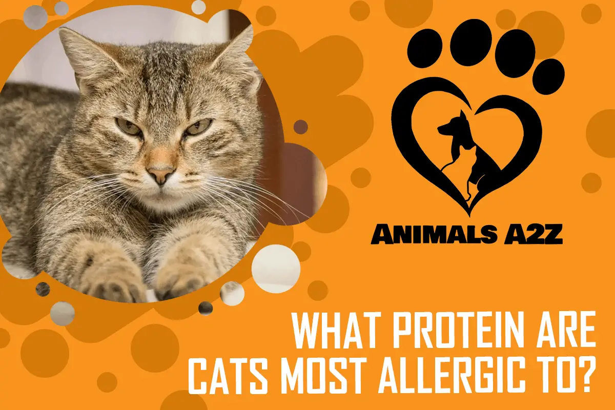 Gegen welches Protein sind Katzen am allergischsten?