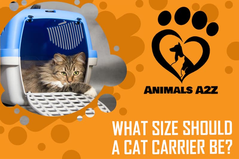 Welche Größe sollte ein Katzentransporter haben?