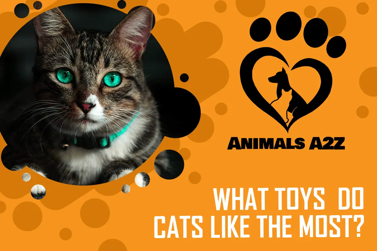 Welches Spielzeug mögen Katzen am liebsten?