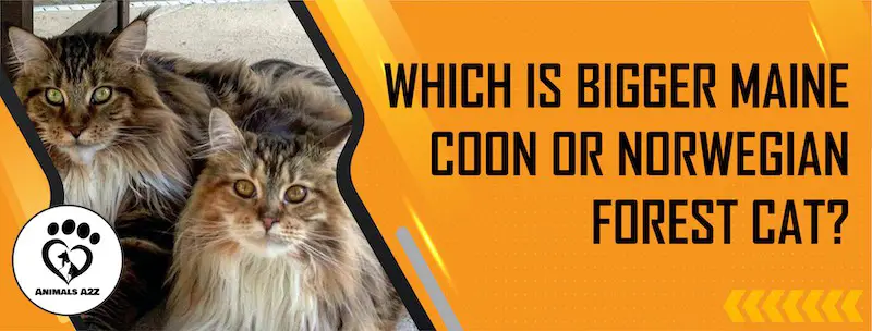 Was ist größer: Eine Maine Coon oder eine Norwegische Waldkatze?