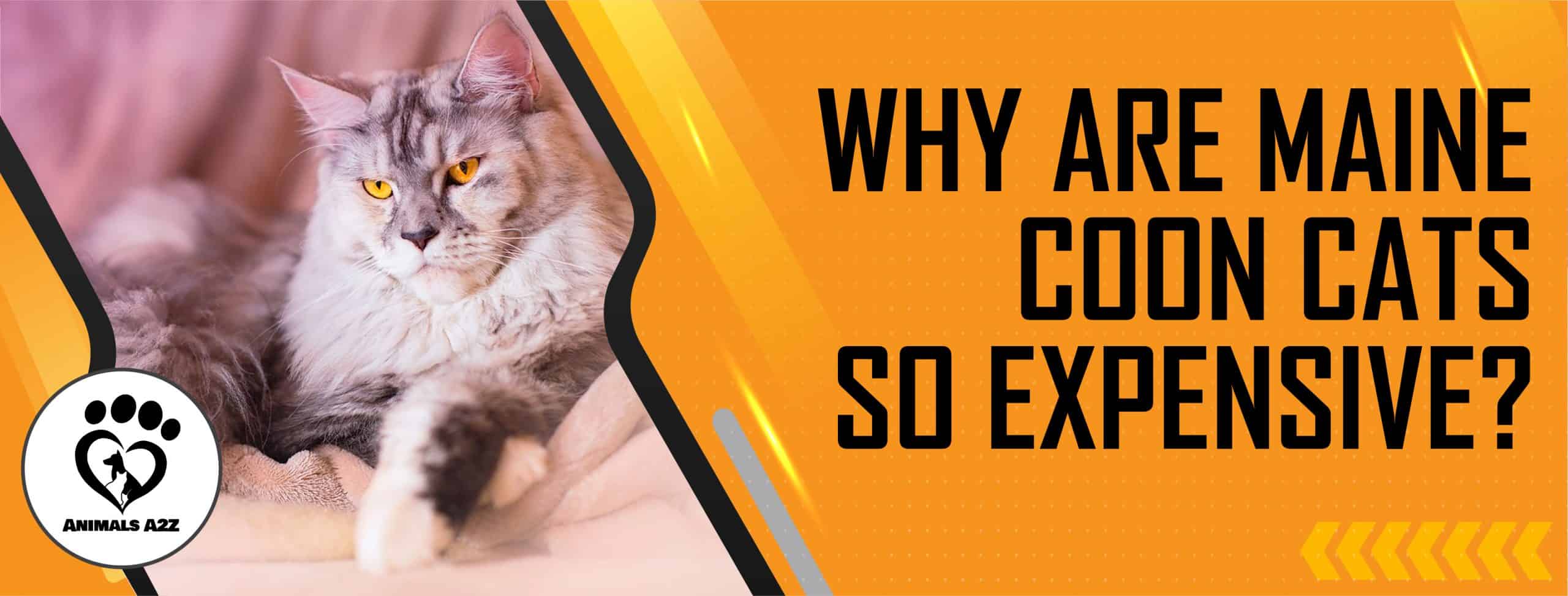 Warum sind Maine Coon Katzen so teuer?