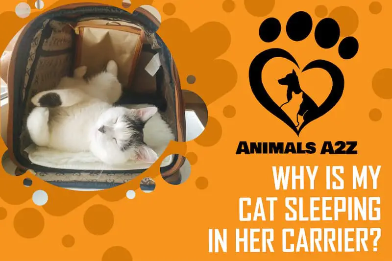 Warum schläft meine Katze in ihrem Transportbehälter?