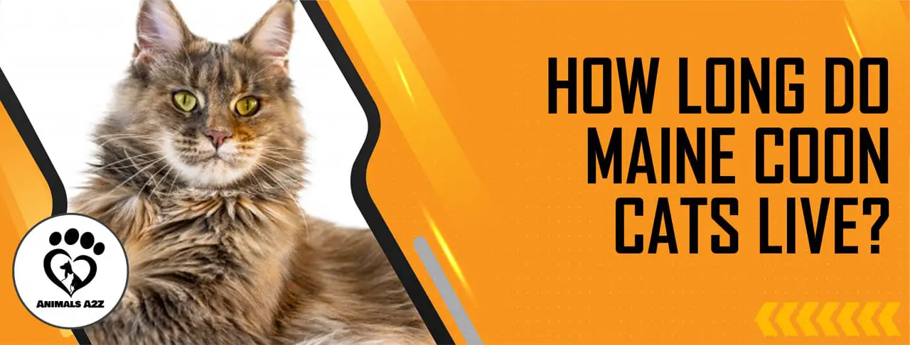 Wie lange leben Maine Coon Katzen?