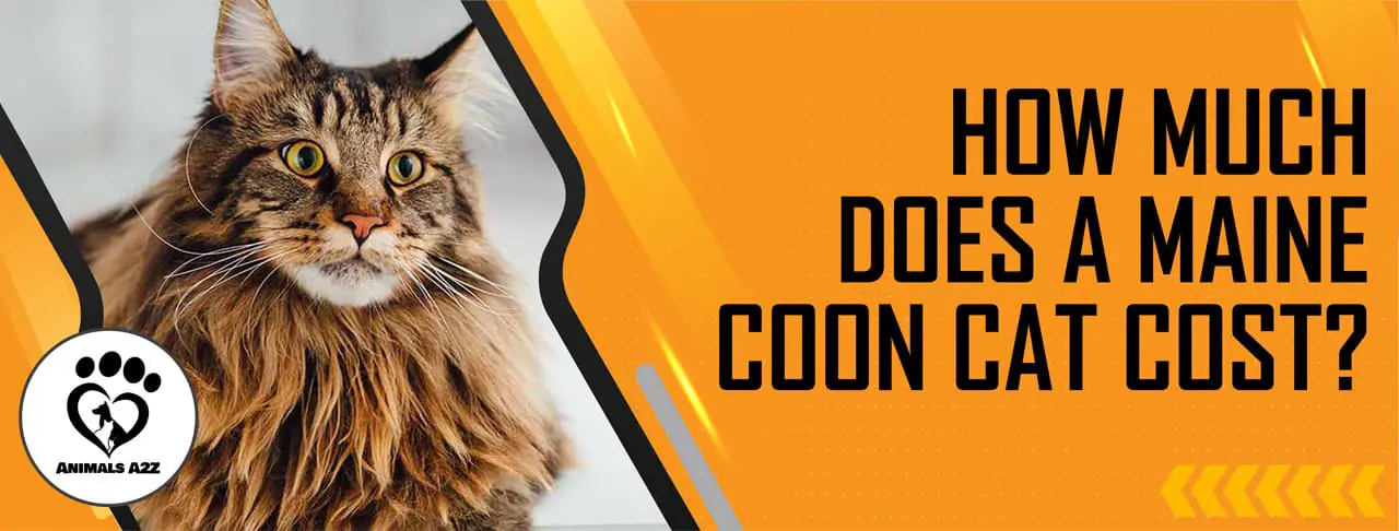 Wie viel kostet eine Maine Coon Katze?