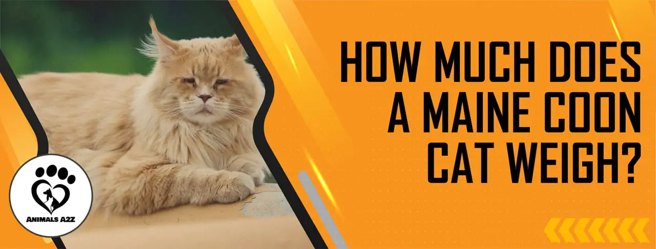 Wie viel wiegt die Maine Coon Katze?