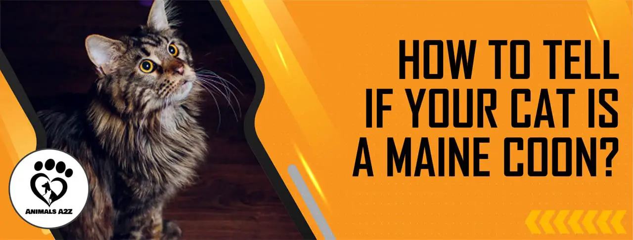 Woran Sie erkennen, ob Ihre Katze eine Maine Coon ist