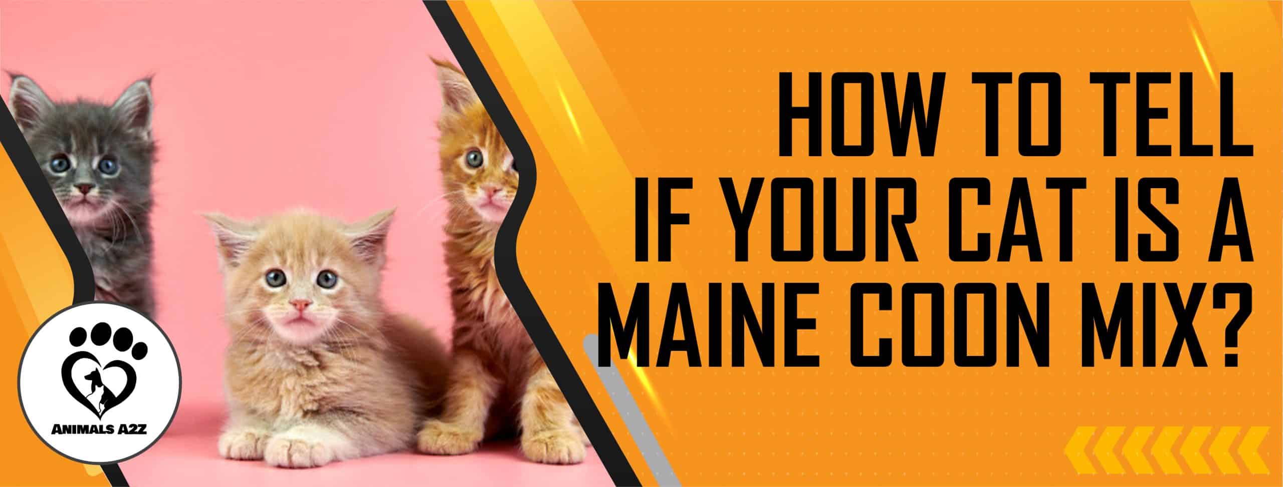 Wie Sie erkennen, ob Ihre Katze ein Maine Coon-Mix ist