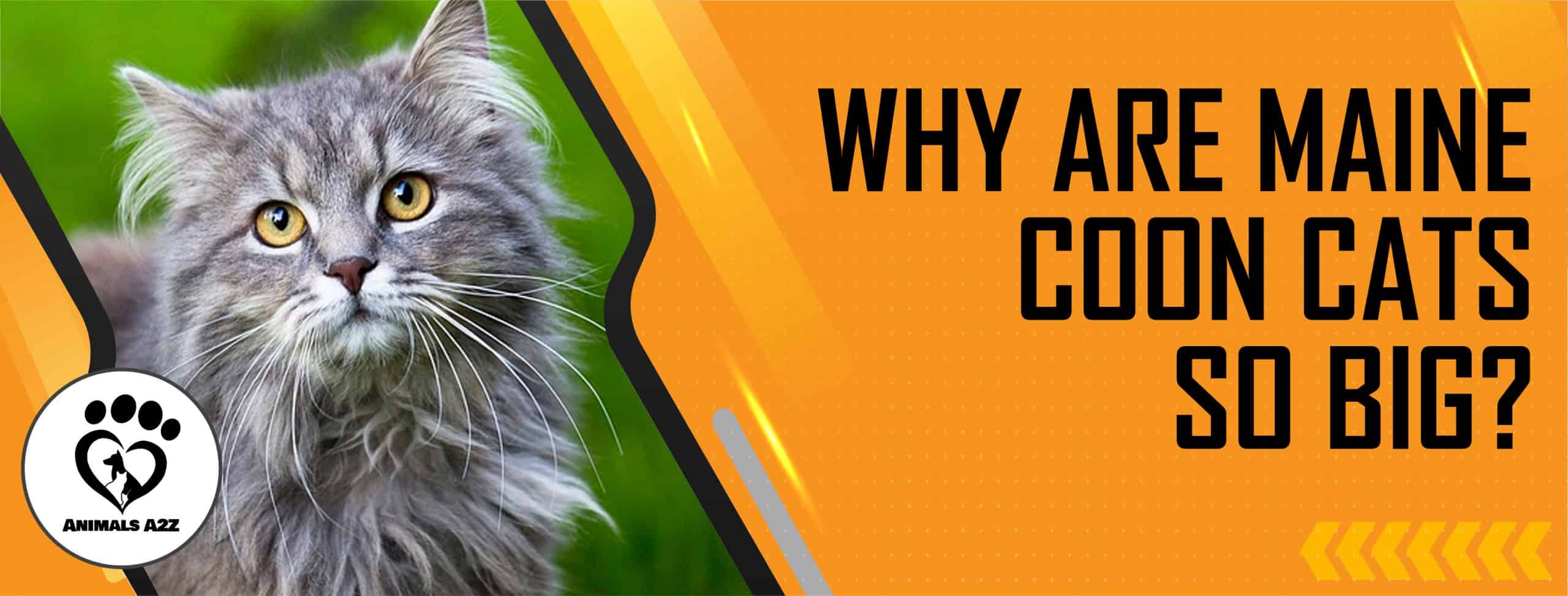 Warum sind Maine Coon-Katzen so groß?