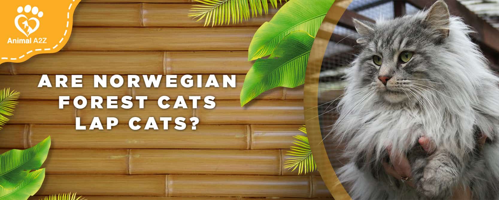 Sind Norwegische Waldkatzen Schoßkatzen?