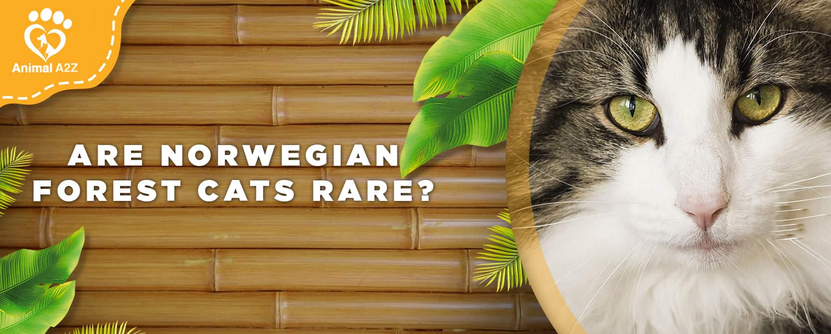 Sind Norwegische Waldkatzen selten?