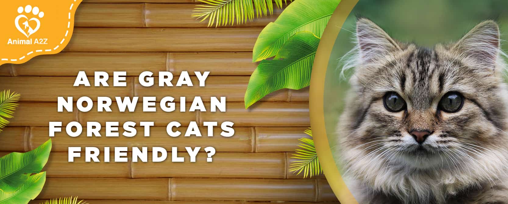 Sind graue Norwegische Waldkatzen freundlich?
