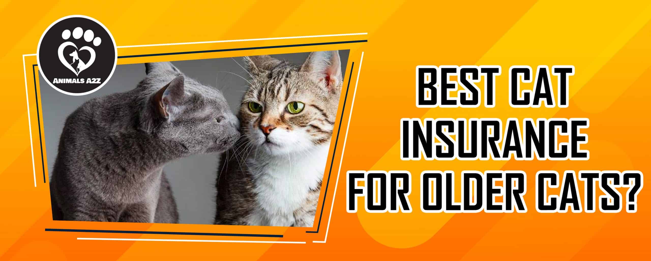 Beste Katzenversicherung für ältere Katzen