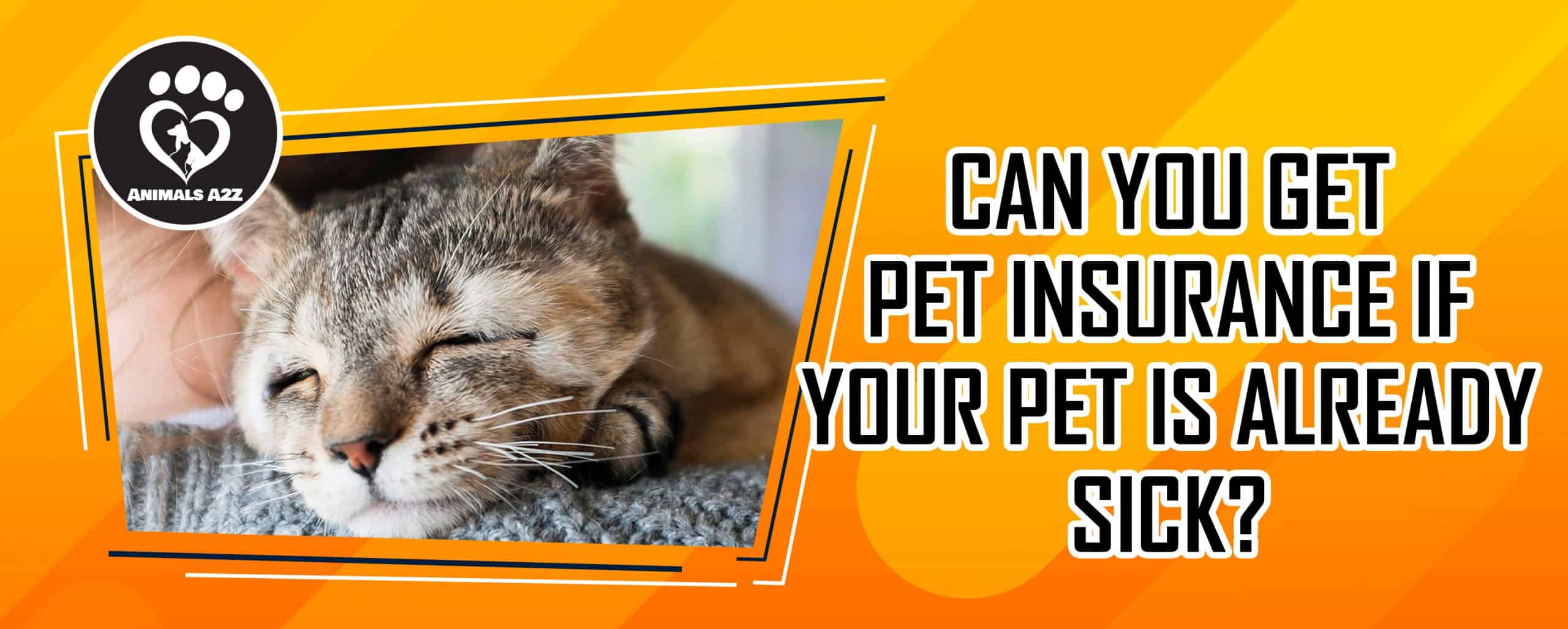 Können Sie eine Haustierversicherung abschließen, wenn Ihr Haustier bereits krank ist?