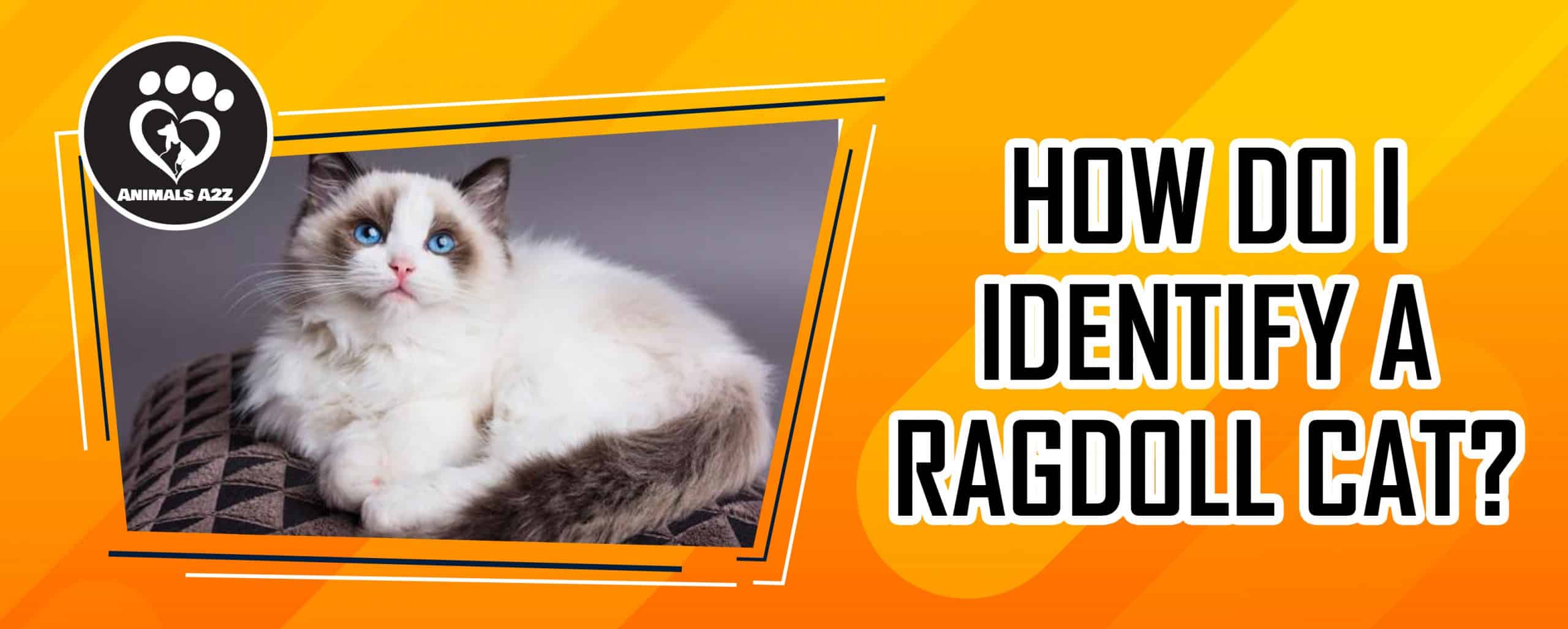 Wie kann ich Ragdoll-Katzen identifizieren?