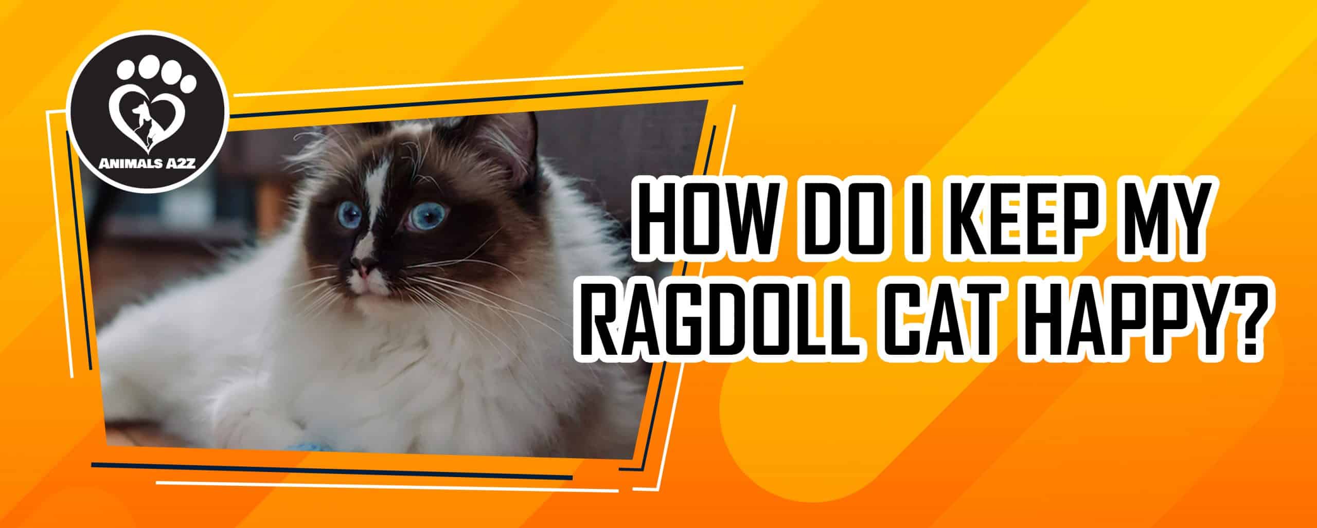 Wie kann ich meine Ragdoll-Katze bei Laune halten?