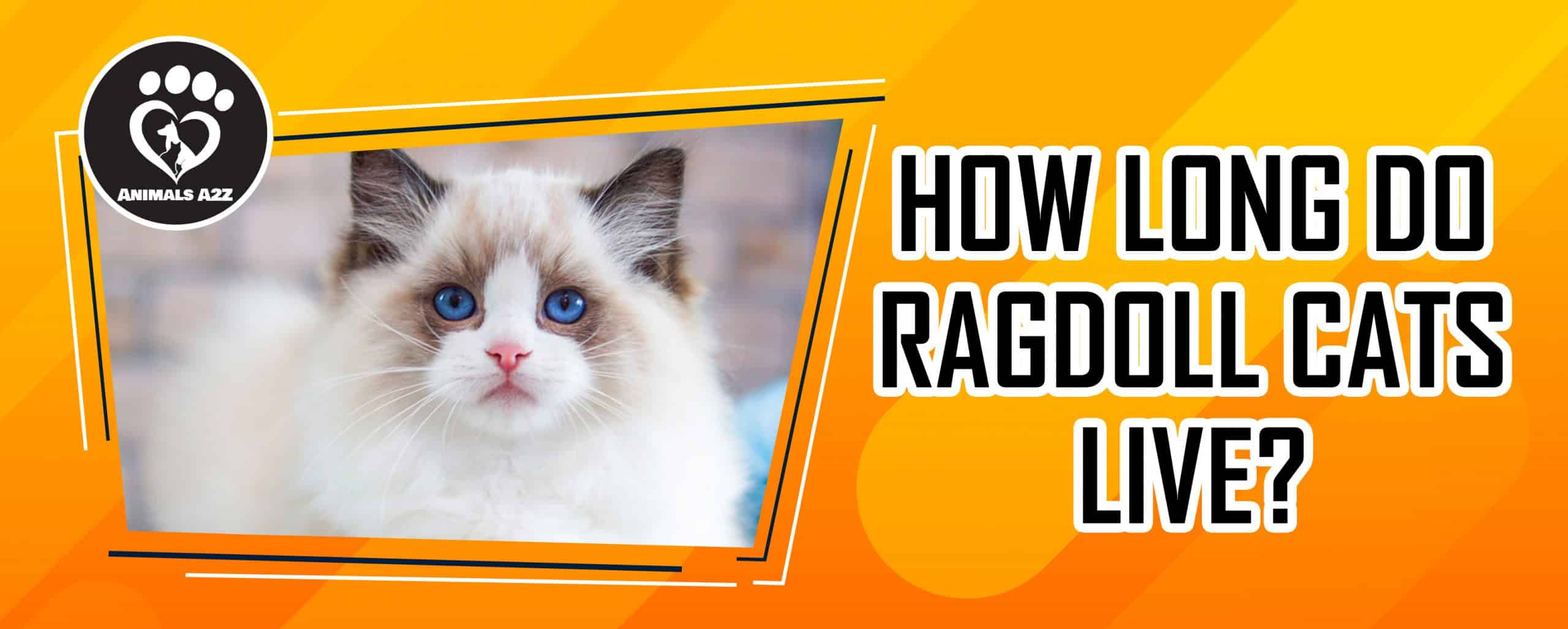 Wie lange leben Ragdoll-Katzen?