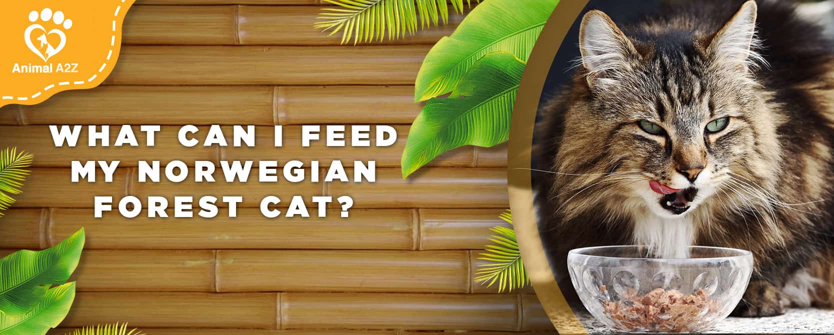 Was kann ich meiner Norwegischen Waldkatze füttern?