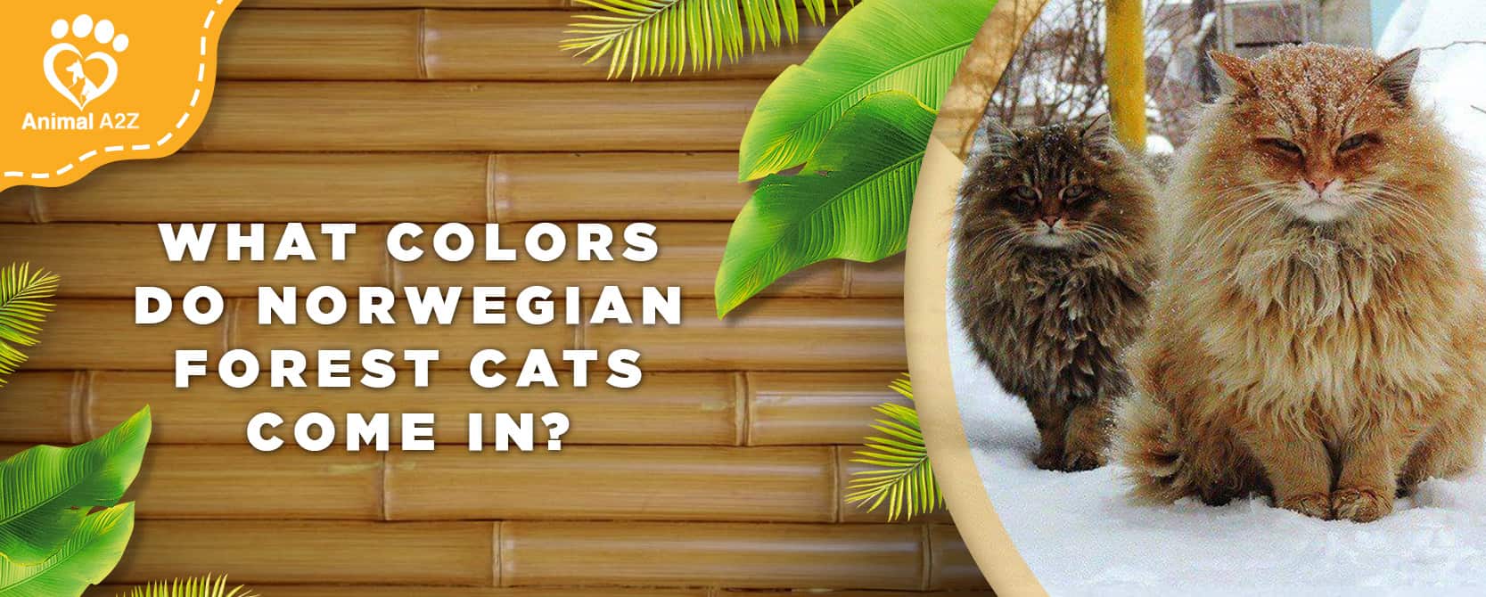 Welche Farben gibt es bei Norwegischen Waldkatzen?