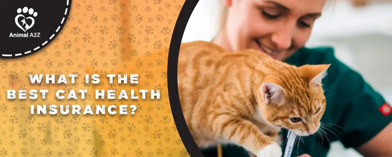 Was ist die beste Katzenkrankenversicherung?