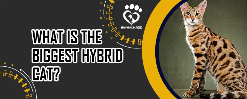 Was ist die größte Hybridkatze?