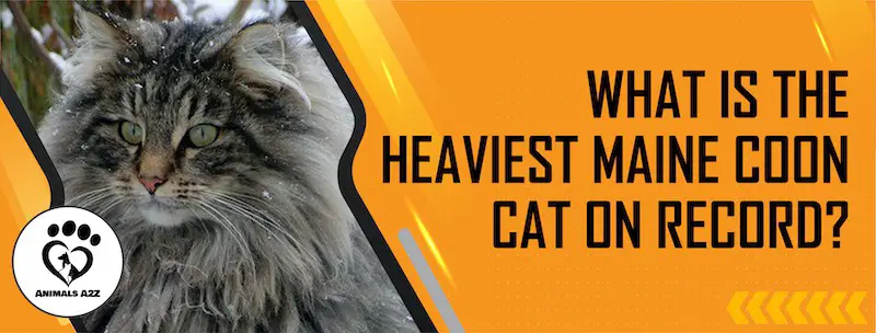Was ist die schwerste Maine Coon Katze, die es gibt?