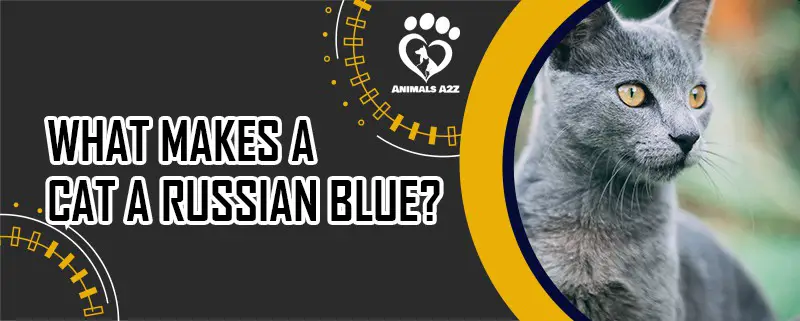 Was macht eine Katze zu einer Russisch Blau?