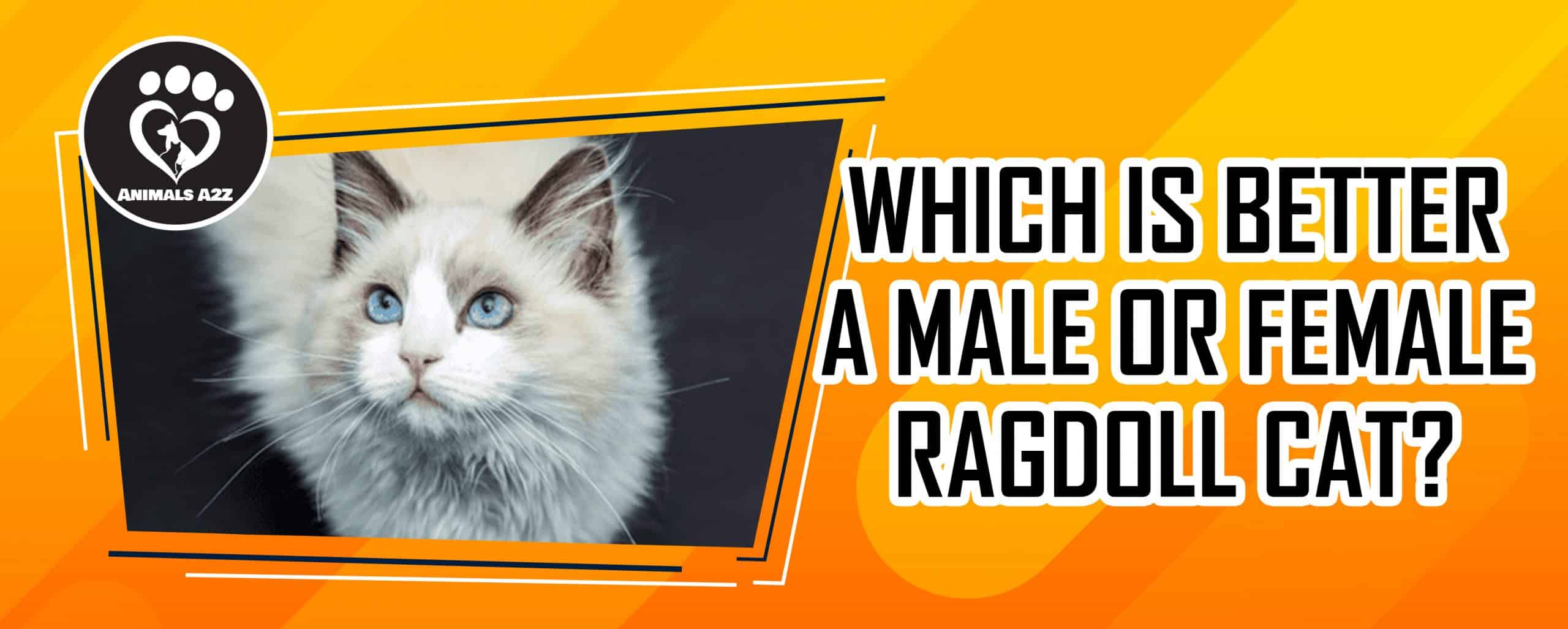 Was ist besser, eine männliche oder weibliche Ragdoll-Katze?
