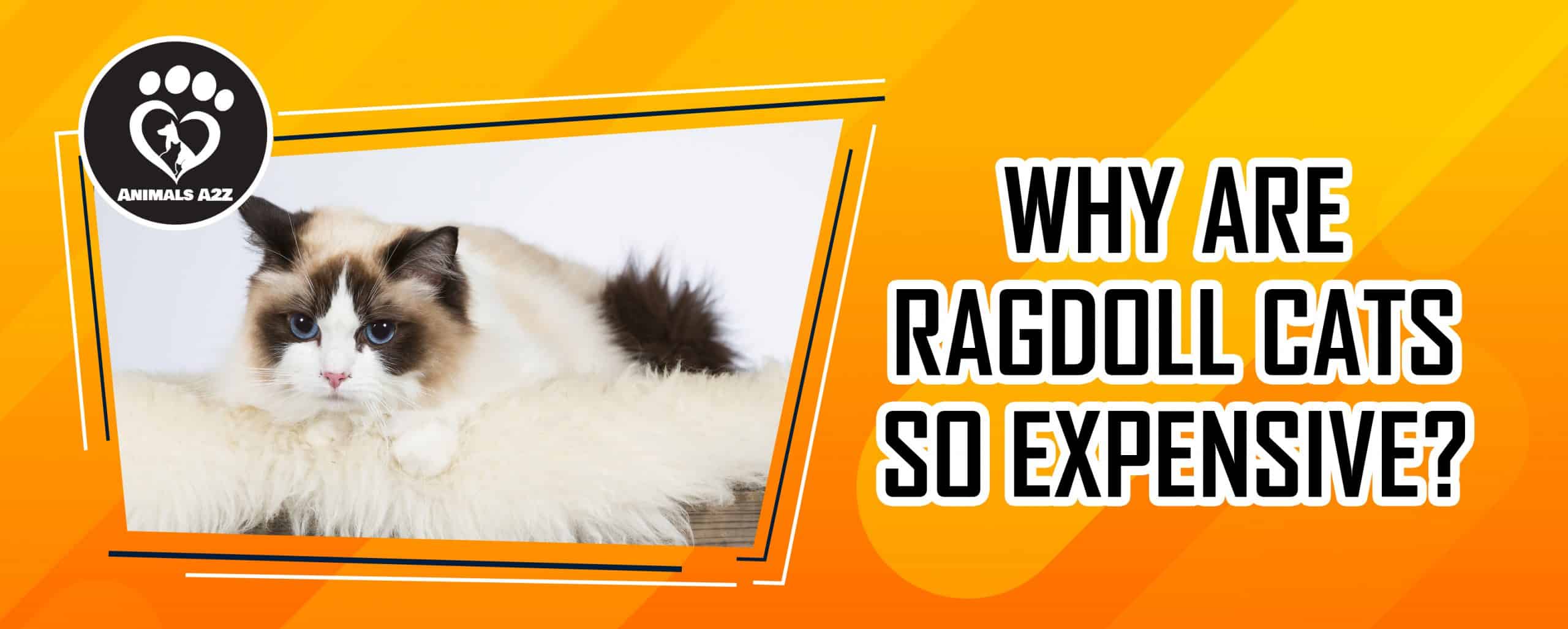 Warum sind Ragdoll-Katzen so teuer?