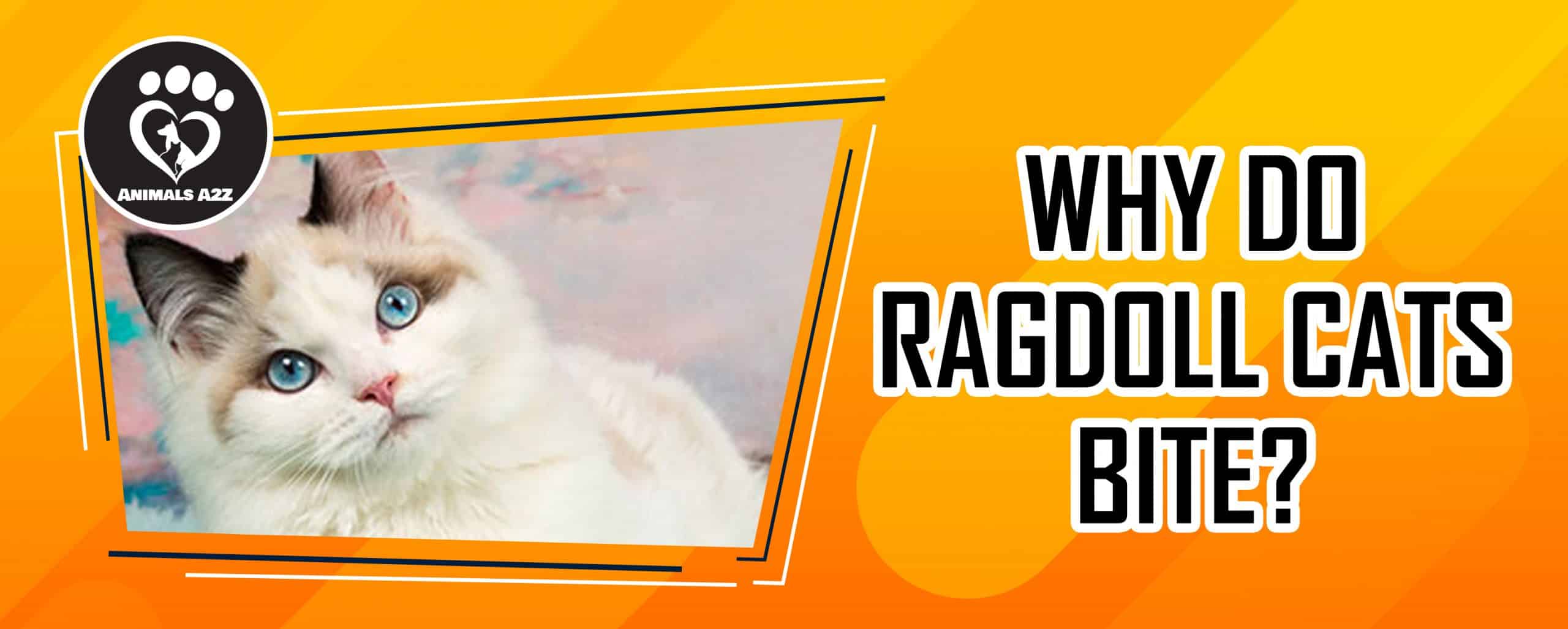 Warum beißen Ragdoll-Katzen?