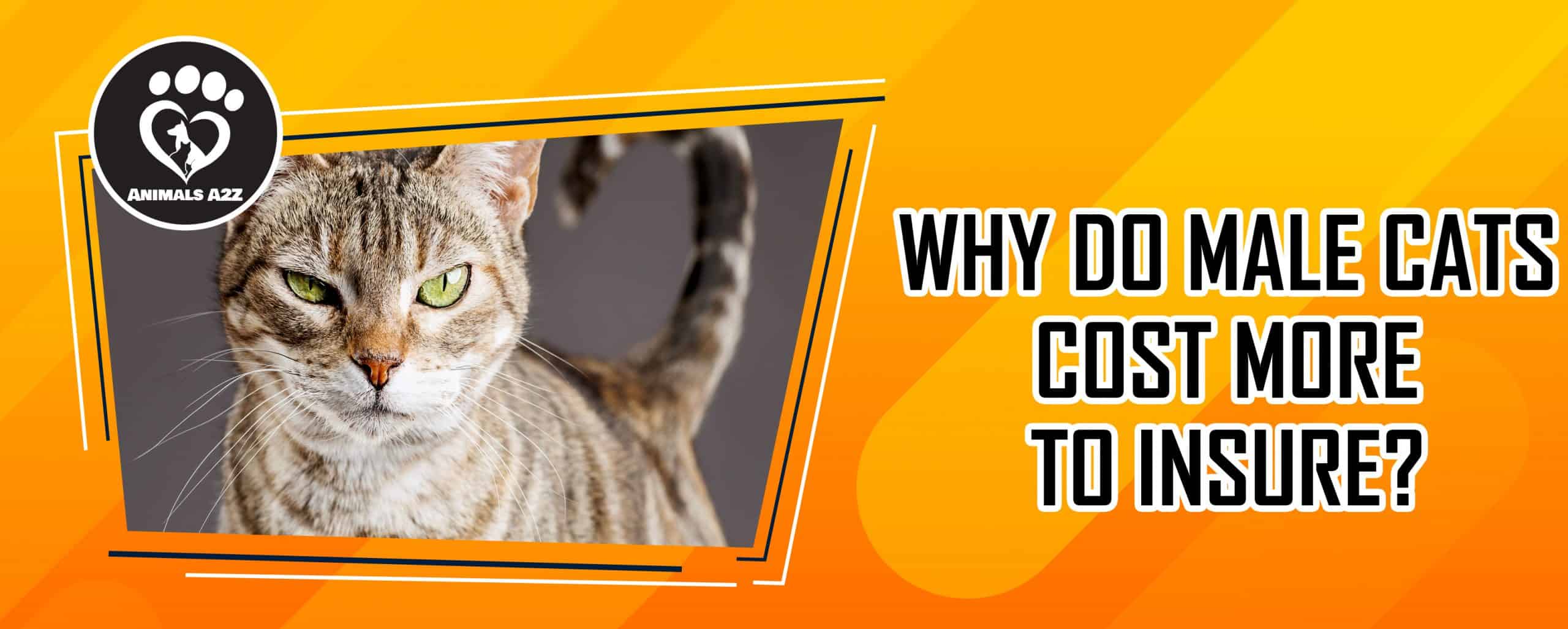 Warum sind männliche Katzen teurer zu versichern?